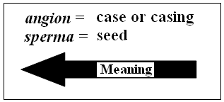 Angiosperm